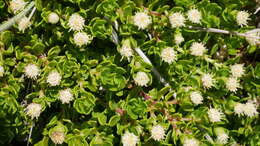 Image of Baccharis magellanica (Lam.) Pers.