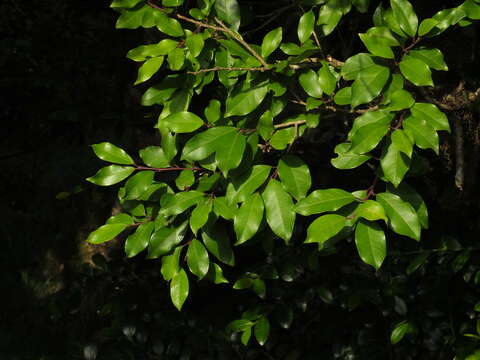 Image de Ilex wightiana Wall.