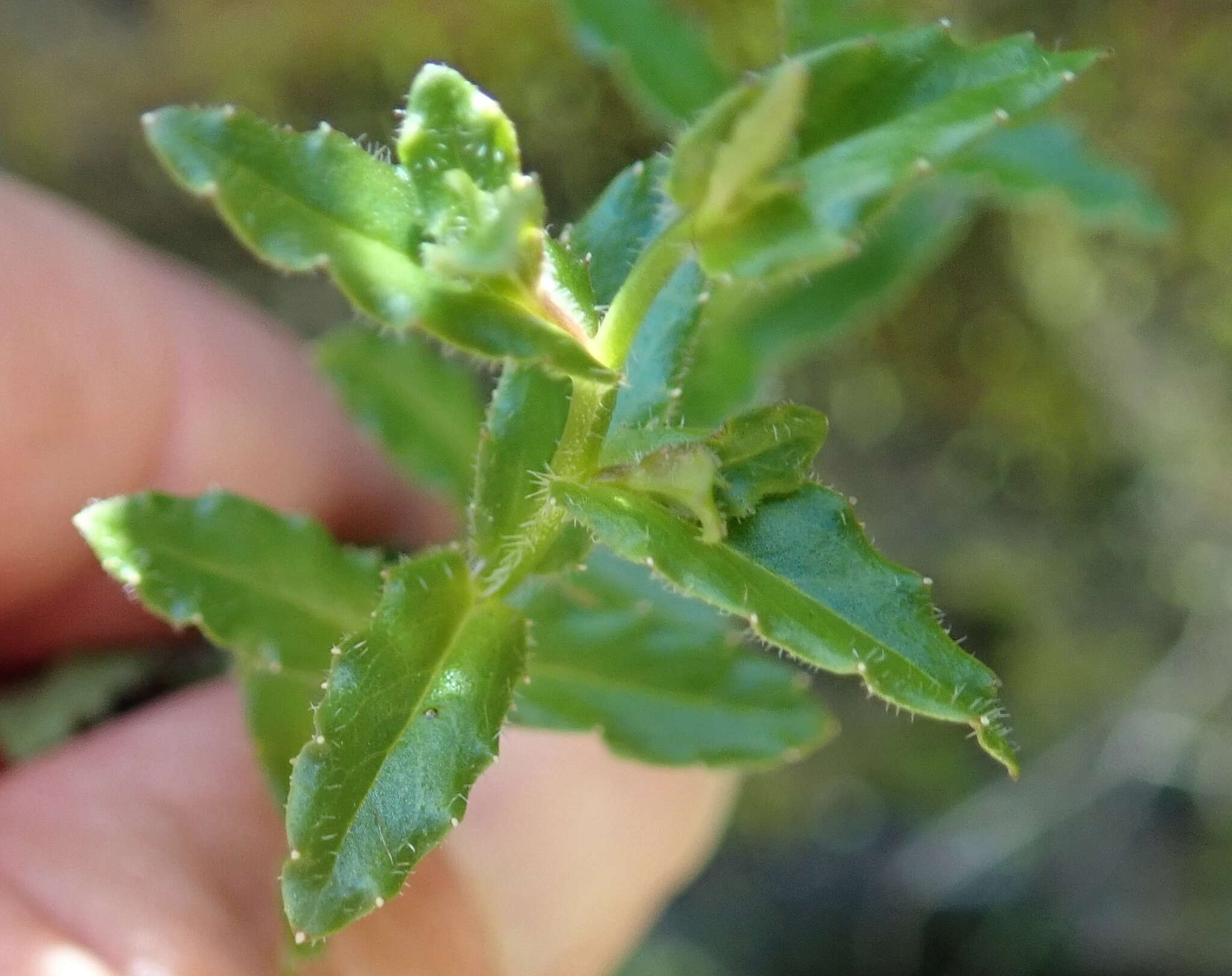 Image of Wahlenbergia cuspidata Brehmer