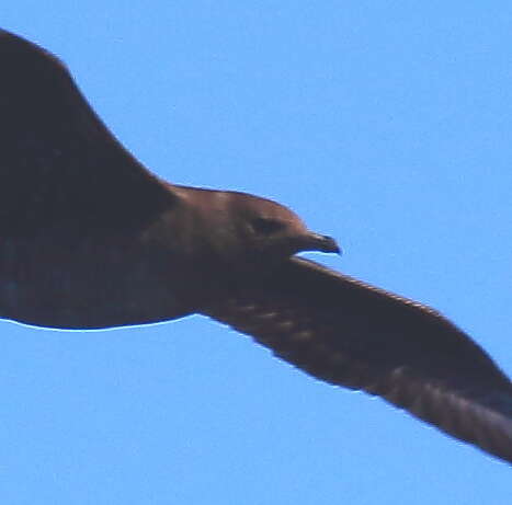 Image of Long-tailed Jaeger