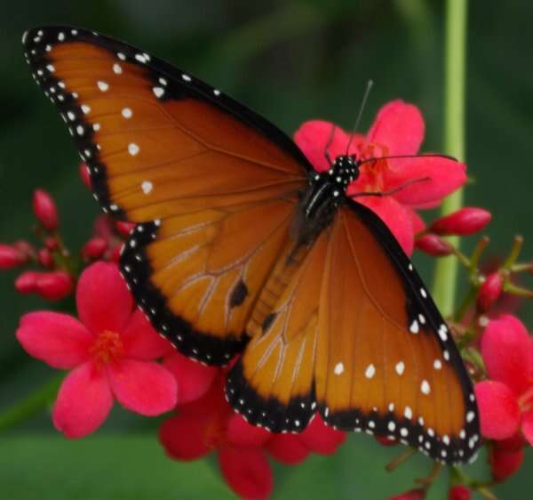 صورة Danaus (Anosia) gilippus Cramer 1775