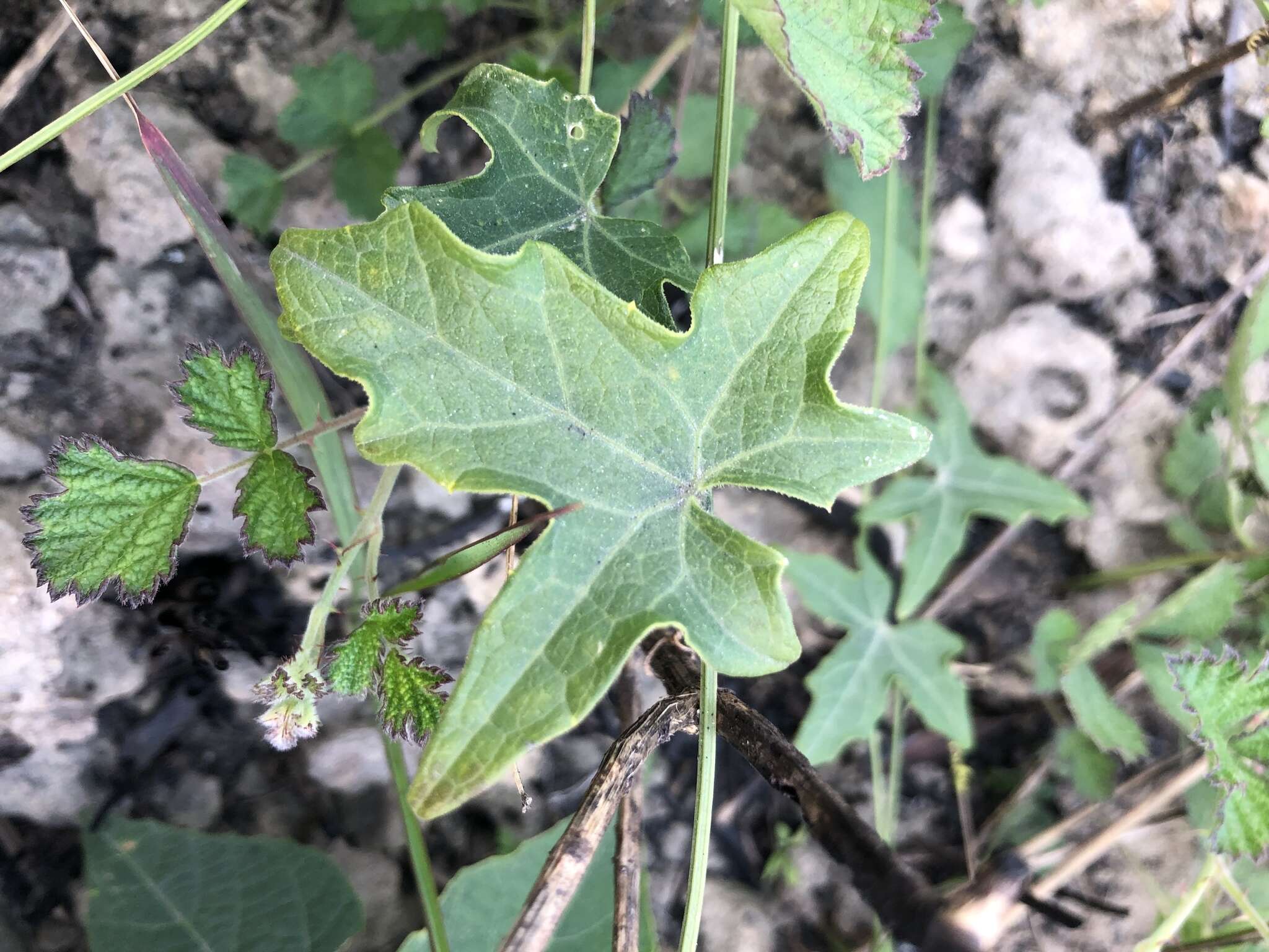 Image of Solena amplexicaulis (Lam.) Gandhi ex Saldanha & Nicolson