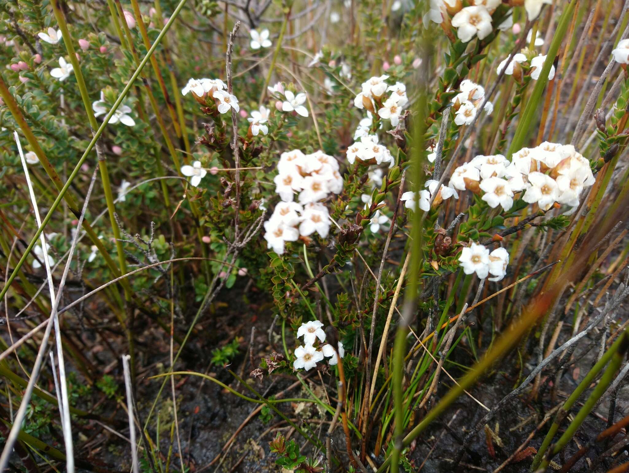 Plancia ëd Epacris corymbiflora J. D. Hook.