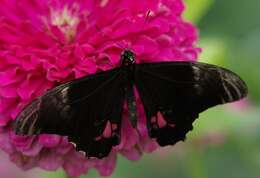 Image de Papilio anchisiades Esper 1788