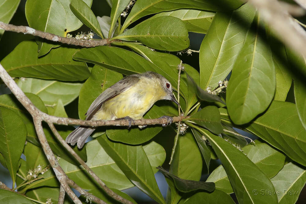 Image of Gerygone palpebrosa flavida Ramsay & EP 1877