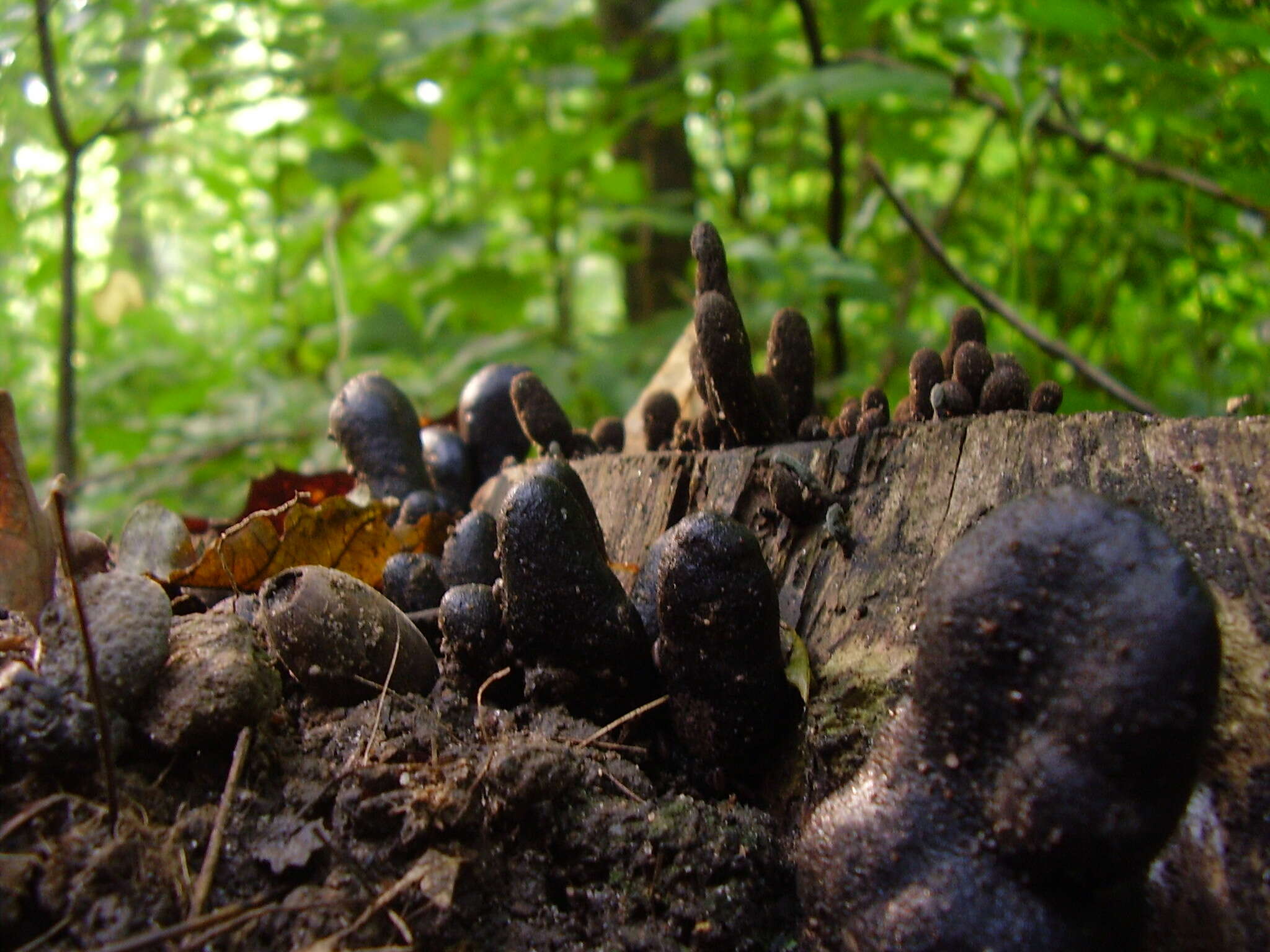 Imagem de Xylaria polymorpha (Pers.) Grev. 1824