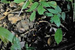 Image of Snail-eating Thirst Snake