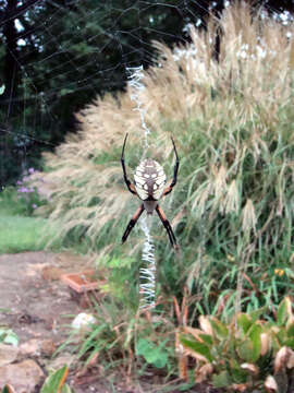 Image of Black-and-Yellow Argiope