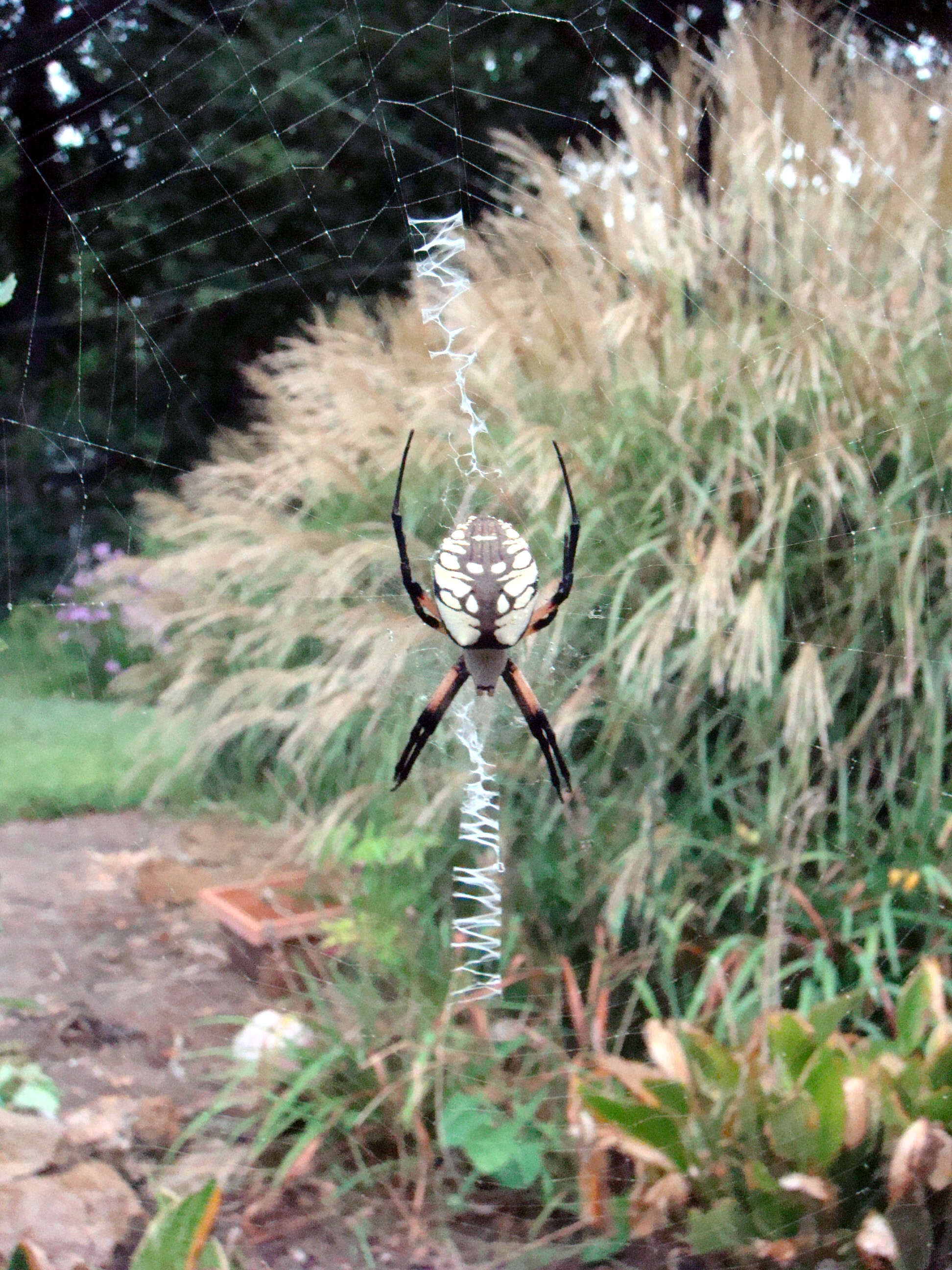 Image of Black-and-Yellow Argiope