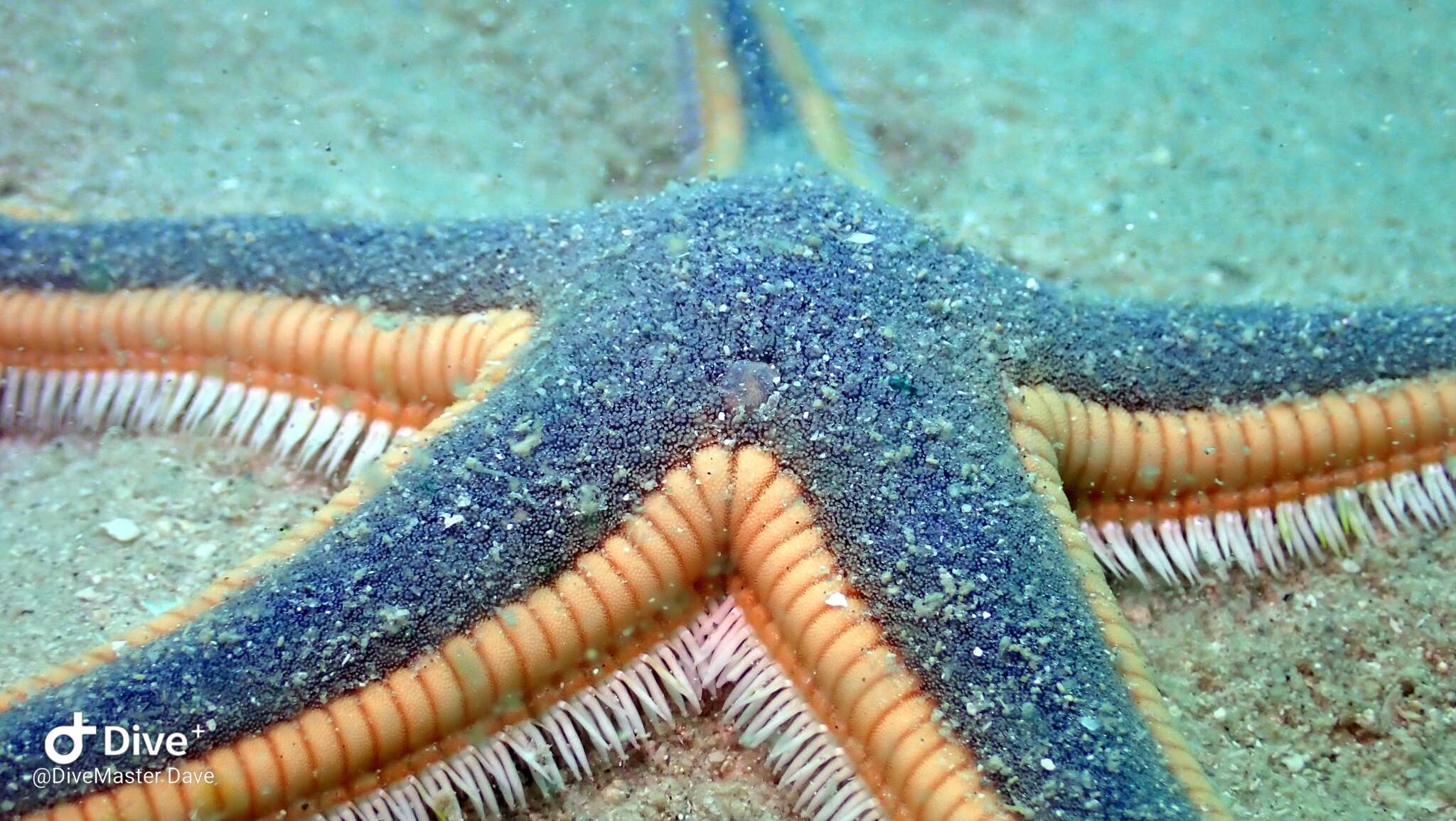 Image of Astropecten articulatus (Say 1825)