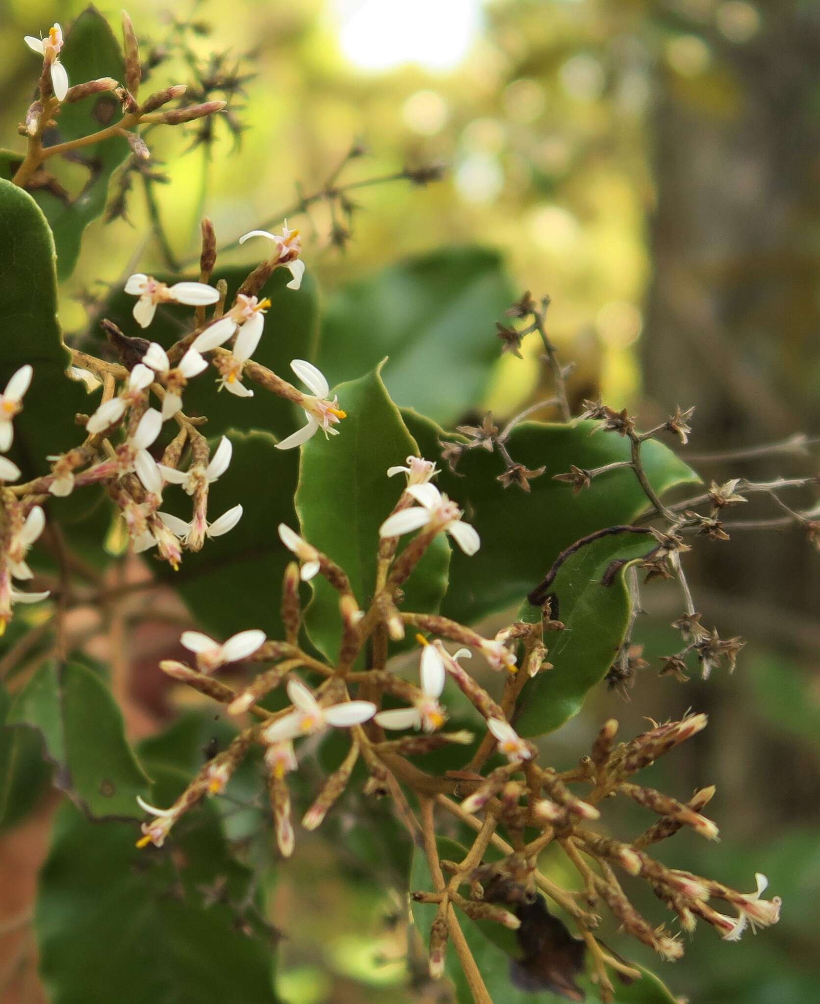 Olearia furfuracea (A. Rich. & Lesson) Hook. fil. resmi