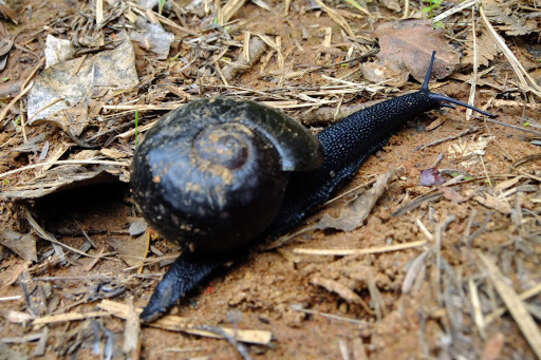 Image of Kauri Snail