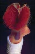 Image of tube worms