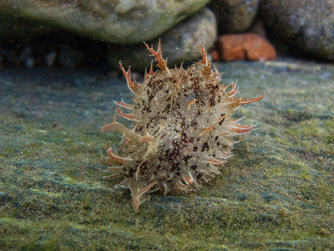 Image of blue-spotted sea hare