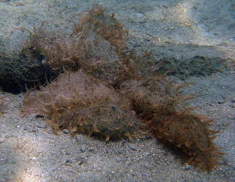 Image of blue-spotted sea hare