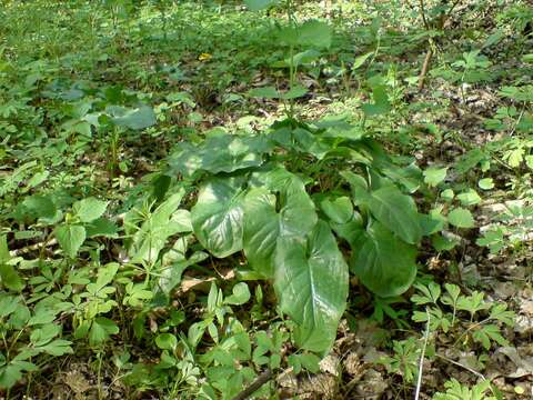 Image of Arum besserianum Schott