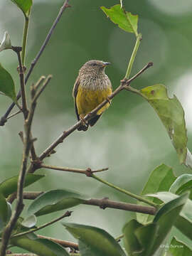 Sivun Pholidornis Hartlaub 1857 kuva