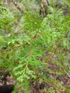 Image of Cordilleran Cypress