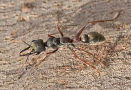 Image of Myrmecia varians Mayr 1876