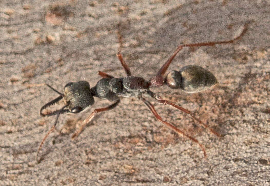 Image of Myrmecia varians Mayr 1876