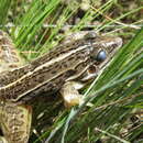 Image de Leptodactylus sertanejo Giaretta & Costa 2007