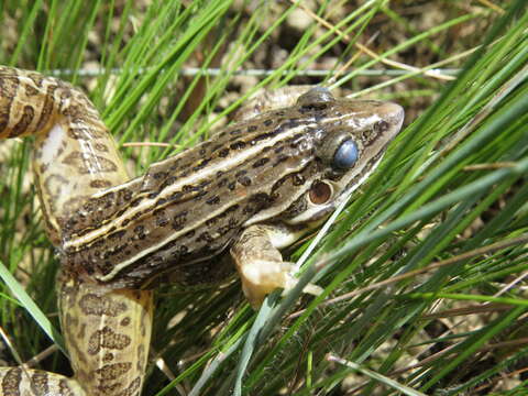 Слика од Leptodactylus sertanejo Giaretta & Costa 2007