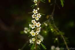 Baeckea frutescens L. resmi