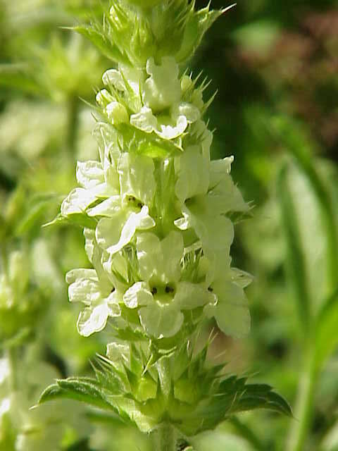 Image de Sideritis hyssopifolia L.