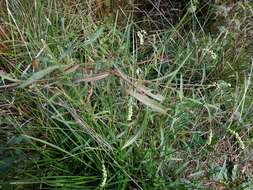 Image of Persicaria subsessilis (R. Br.) K. L. Wilson