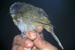 Image of Common Bush Tanager