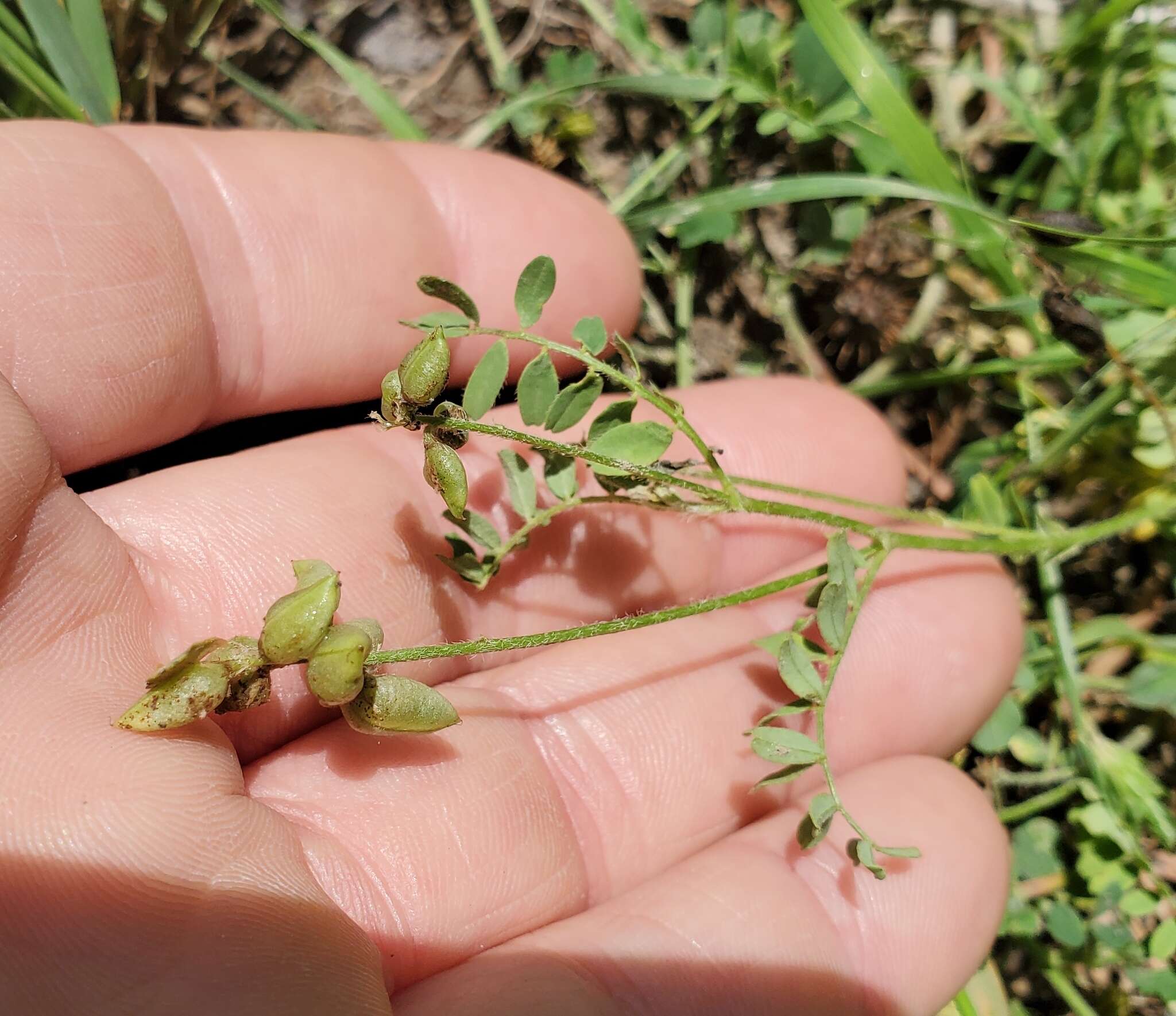 Imagem de Astragalus reflexus Torr. & A. Gray