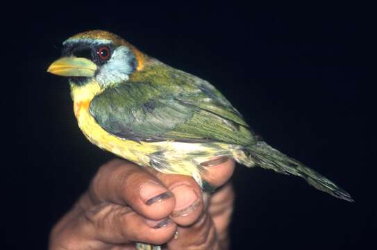 Image of Red-headed Barbet