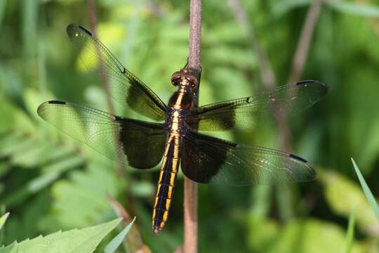 Libellula luctuosa Burmeister 1839 resmi