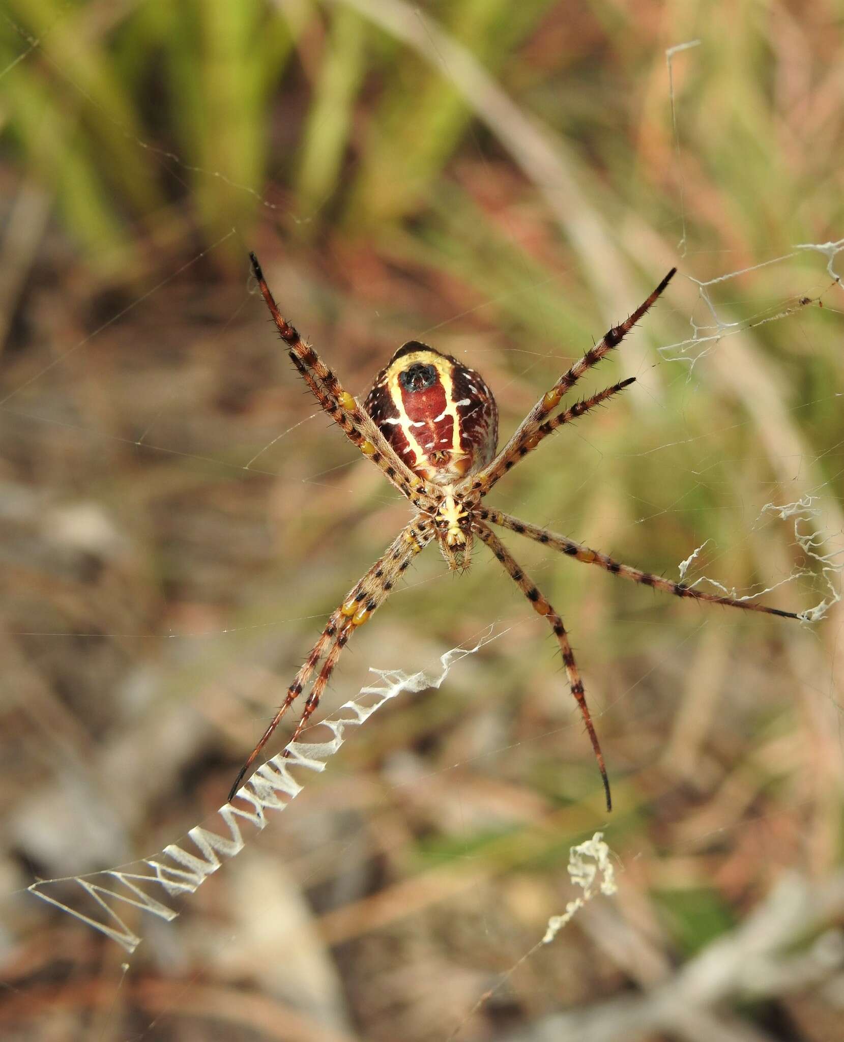 Image of Argiope magnifica L. Koch 1871