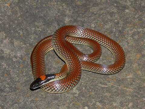 Image of Red-naped Snake