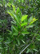 صورة Rhamnus crenulata Ait.