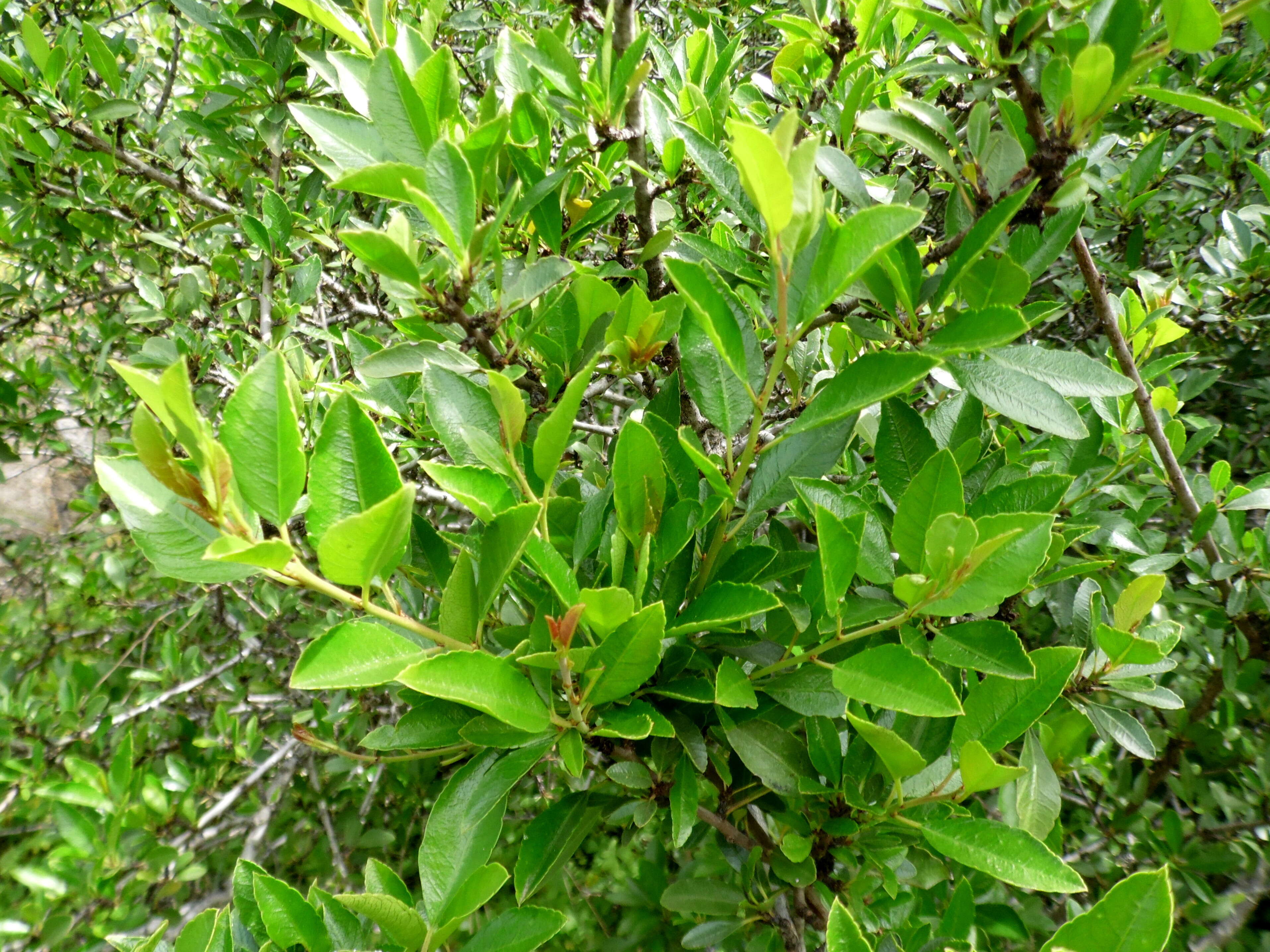 صورة Rhamnus crenulata Ait.