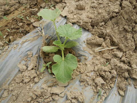 Image of Cucumis melo var. cantalupensis