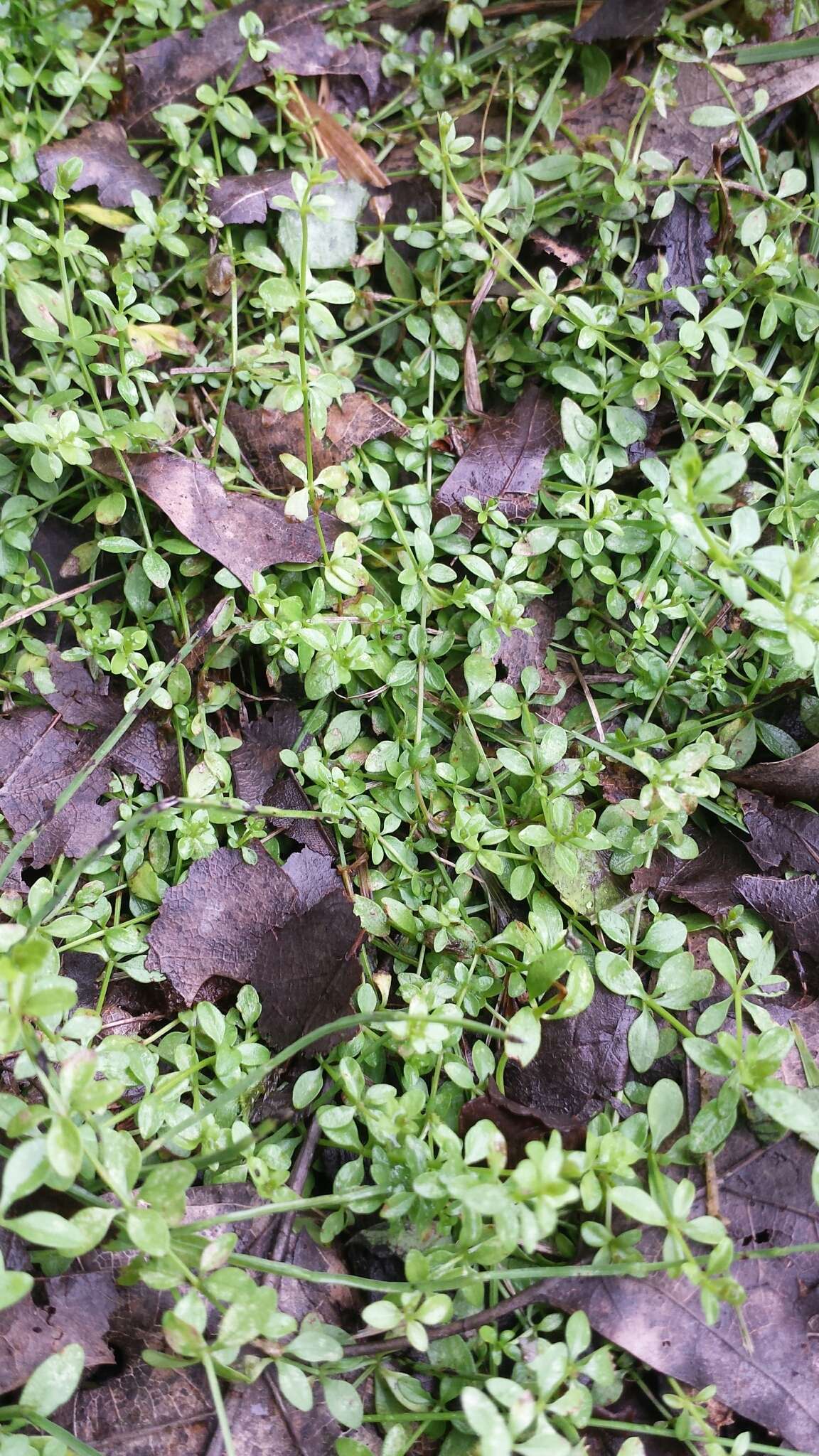 Image of Common Marsh-bedstraw