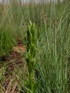 Habenaria clavata (Lindl.) Rchb. fil. resmi