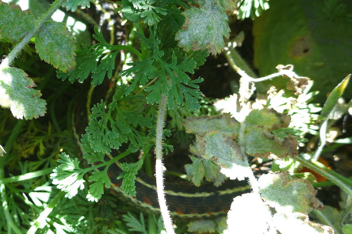 Image of Terrestrial (Wandering) Garter Snake