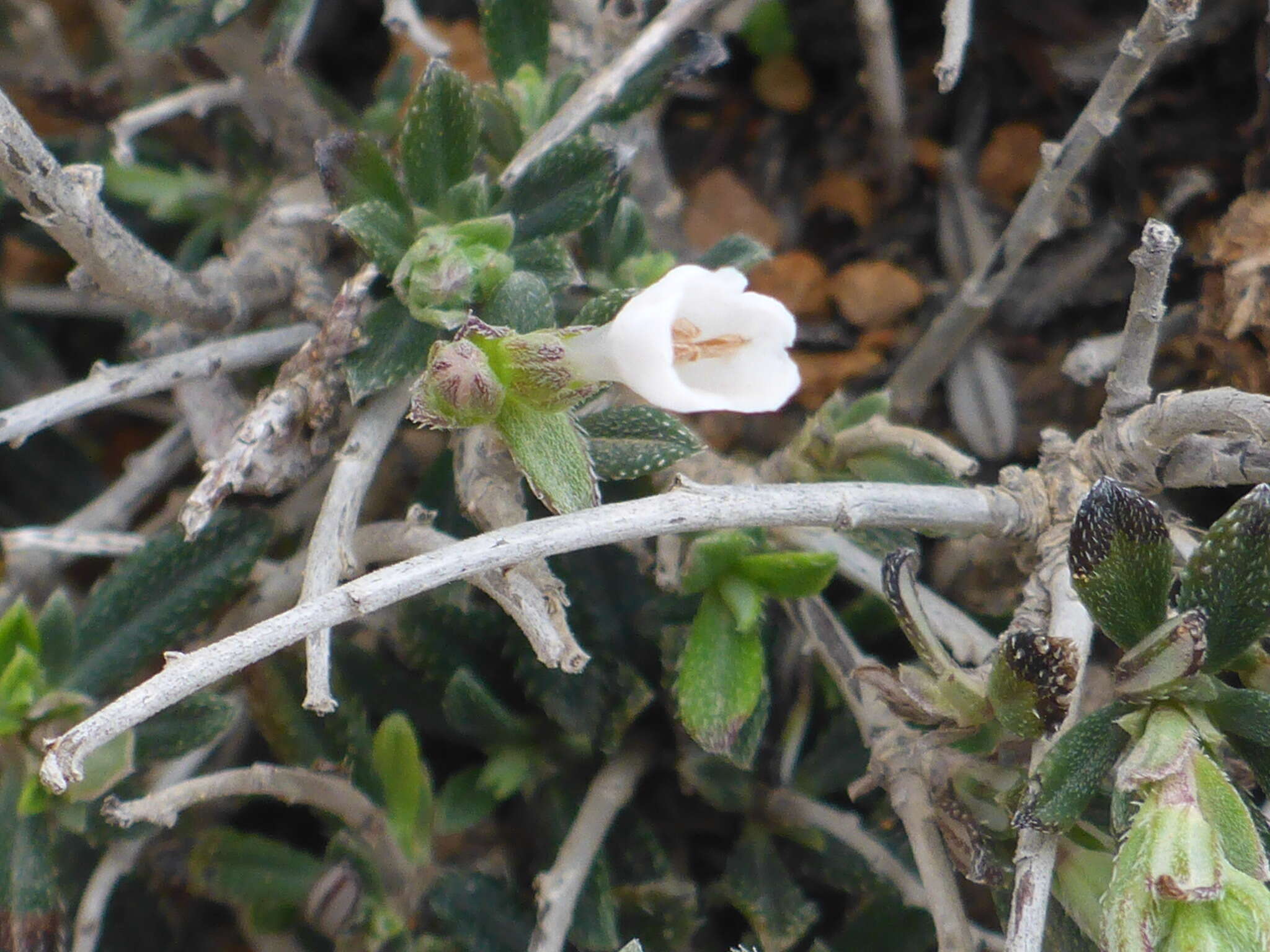 Lithodora hispidula subsp. versicolor Meikle resmi