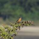 Plancia ëd Saxicola insignis Gray, JE, Gray & GR 1847