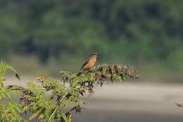 Saxicola insignis Gray, JE, Gray & GR 1847 resmi