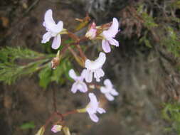 Image of Disa sagittalis (L. fil.) Sw.