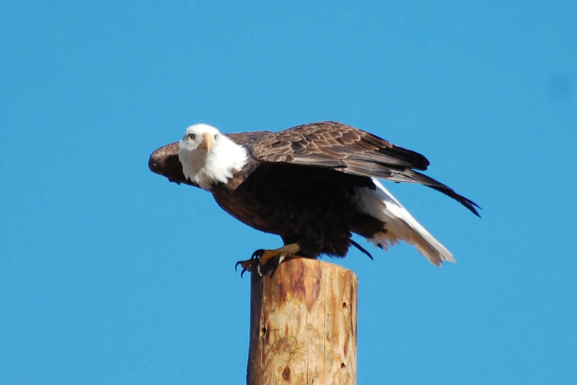 Image of Bald Eagle