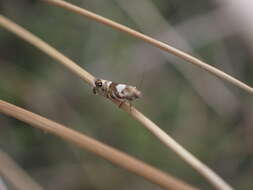 Image of Glyphipterix similis Philpott 1928