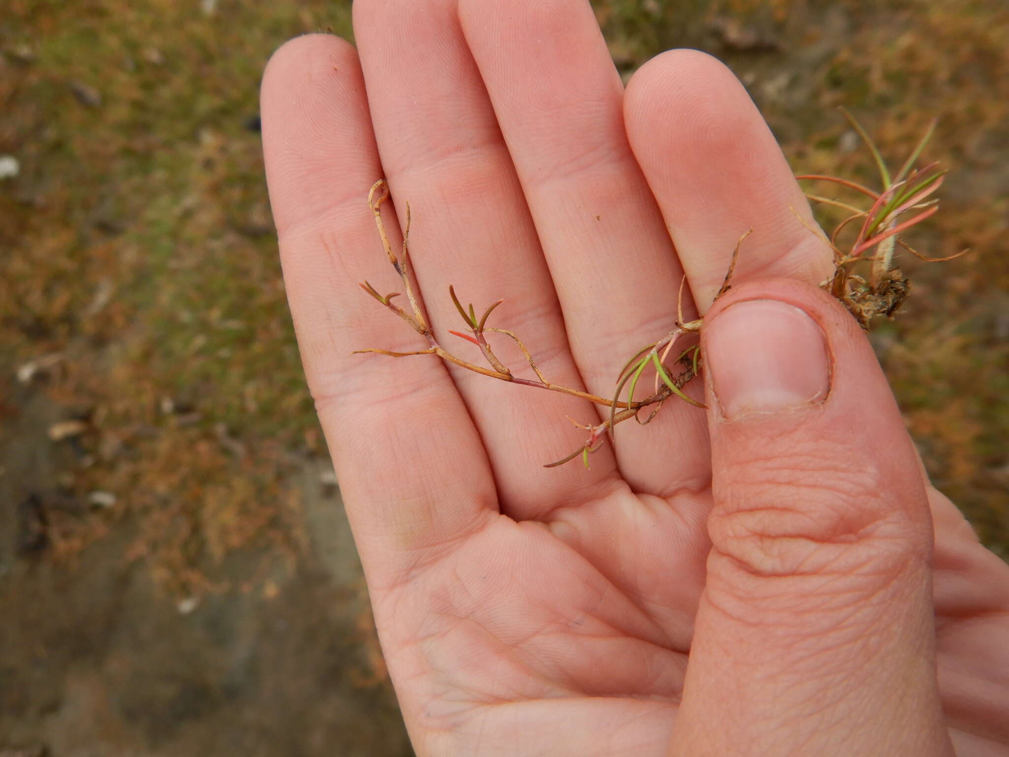 Image of Creeping Alkali Grass