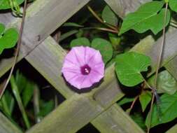 Plancia ëd Ipomoea triloba L.