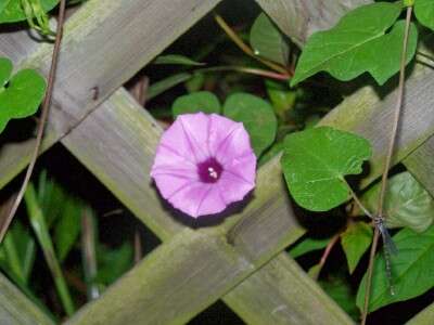 Plancia ëd Ipomoea triloba L.